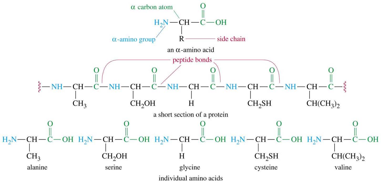 Продукты частичного гидролиза белка. Дипептид из глицина и Серина. Цистеин фенилаланин. Трипептид серин реакция. Схема строения трипептида.